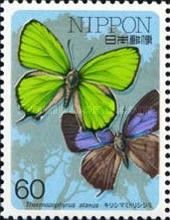 Wonderful Hairstreak (Thermozephyrus ataxus)