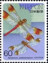 Banded Darter (Sympetrum pedemontanum)
