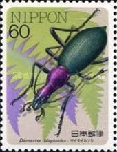 Dwarf Long Head Carabid Beetle (Damaster blaptoides)