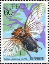 Cicada (Tibicen japonicus)