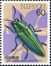 Metallic Wood-boring Beetle (Chrysochroa holstii)