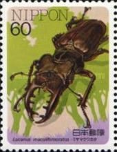 Japanese Stag Beetle (Lucanus maculifemoratus)