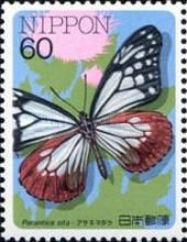 Chestnut Tiger (Parantica sita)