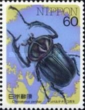 Yanbaru Long-armed Scarab Beetle (Cheirotonus jambar)