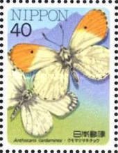 Orange Tip (Anthocaris cardamines)