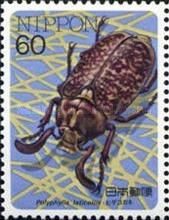 Garden Chafer (Polyphilla laticollis)