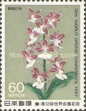 Calanthe discolor