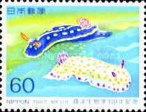 Hypselodoris festiva, Goniobranchus aureopurpureus (Nudibran