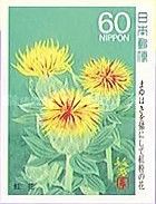 Safflowers in Bloom