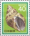 Ivory Shell (Babylonia japonica)