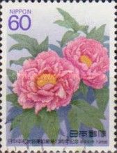 Peonies
