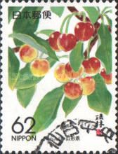 Cherries