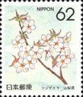 Cherry Blossom (Yamanashi)