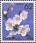 Japanese Apricot (Wakayama)