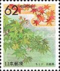 Japanese Maple (Hiroshima)