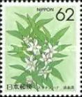 Sudachi Orange Blossom (Tokushima)