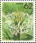 Crinium (Miyazaki)