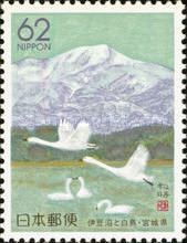 Tundra Swan (Cygnus columbianus)