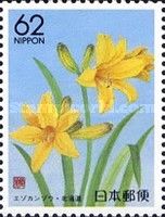 Daylily