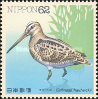 Latham's Snipe (Gallinago hardwickii)