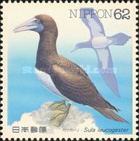 Brown Booby (Sula leucogaster)