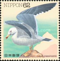 Black-tailed Gull (Larus crassirostris)