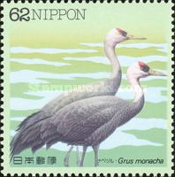 Hooded Crane (Grus monacha)