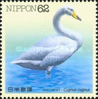 Whooper Swan (Cygnus cygnus)