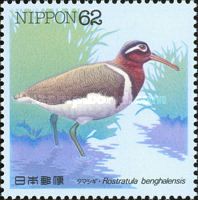 Greater Painted-snipe (Rostratula benghalensis)