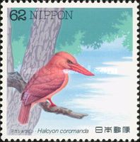 Ruddy Kingfisher (Halcyon coromanda)