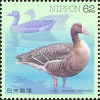 Greater White-fronted Goose (Anser albifrons)