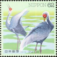 White-naped Crane (Antigone vipio)