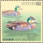 Baikal Teal (Anas formosa)
