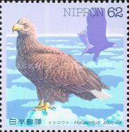 White-tailed Eagle (Haliaeetus albicilla)
