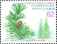 Japanese umbrella-pine (Sciadopitys verticillata)