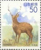 Hokkaido Sika (Cervus nippon yesoensis)