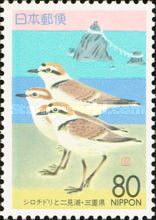 Kentish Plover (Charadrius alexandrinus) and Futamiura Beach