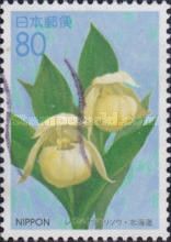 Lady's Slipper of Rebun Orchid (Cypripedium macranthum var.