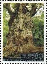 Yakushima Island Cedar (Cryptomeria japonica)