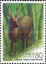 Yakushima Sika Deer (Cervus nippon yakushimae)