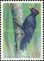 Black Woodpecker (Dryocopus martius)