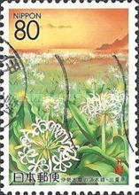 Hamayu (Crinum) Blossoms