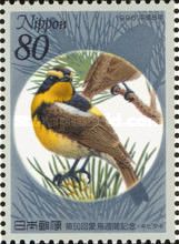 Narcissus Flycatcher (Ficedula narcissina)