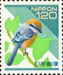 Bull-headed Shrike (Lanius bucephalus)
