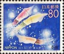 Firefly Squid (Watasenia scintillans)