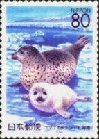 Spotted Seal (Phoca vitulina largha)