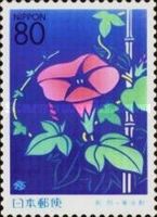 Pink Morning Glory Blossom (Volubilis)