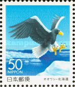Steller's Sea Eagle (Haliaeetus pelagicus)
