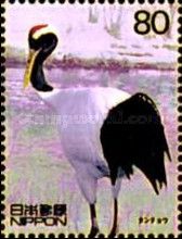 Red-crowned Crane (Grus japonensis)