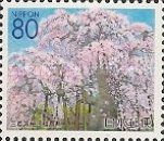 The Weeping Cherry (Takizakura) – Miharu, Fukushima Pref.